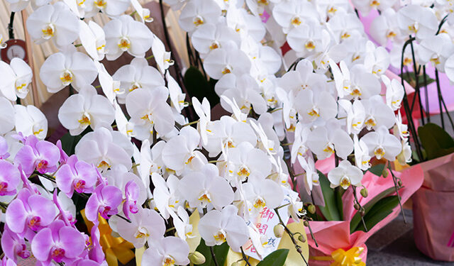 【就任祝いのお花】迷ったら胡蝶蘭｜選ばれる理由と贈り方